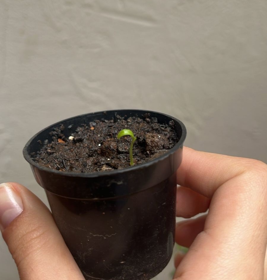 imagem germinando